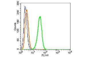 Hela cells probed with DYNC1I1 Polyclonal Antibody, FITC Conjugated (bs-10470R-FITC) at 1:100 for 30 minutes compared to control cells (blue)and isotype control (orange). (DYNC1I1 antibody  (AA 1-100) (FITC))