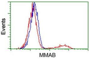 HEK293T cells transfected with either RC204290 overexpress plasmid (Red) or empty vector control plasmid (Blue) were immunostained by anti-MMAB antibody (ABIN2454044), and then analyzed by flow cytometry. (MMAB antibody)