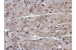 IHC-P Image hnRNP A1 antibody detects hnRNP A1 protein at nucleus on mouse heart by immunohistochemical analysis. (HNRNPA1 antibody)