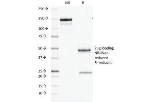 SDS-PAGE Analysis of Purified, BSA-Free ODC Antibody (clone ODC1/486). (ODC1 antibody)