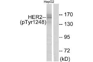 Western Blotting (WB) image for anti-Receptor tyrosine-protein kinase erbB-2 (ErbB2/Her2) (pTyr1248) antibody (ABIN1847483) (ErbB2/Her2 antibody  (pTyr1248))