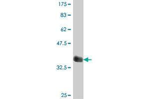 Western Blot detection against Immunogen (35. (PCDHA11 antibody  (AA 203-291))