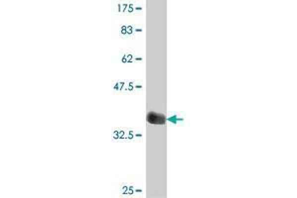PCDHA11 antibody  (AA 203-291)