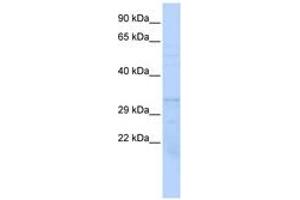 Image no. 1 for anti-Proteasome (Prosome, Macropain) Subunit, beta Type, 1 (PSMB1) (AA 107-156) antibody (ABIN6744080) (PSMB1 antibody  (AA 107-156))