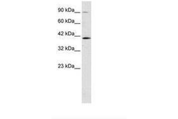 CCDC16 antibody  (AA 240-289)