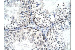 Image no. 1 for anti-Transcription Factor A, Mitochondrial (TFAM) (AA 169-218) antibody (ABIN6736319) (TFAM antibody  (AA 169-218))