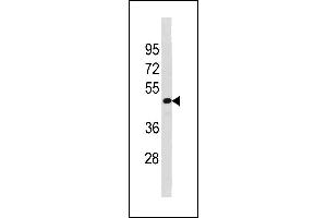 TAF7L Antibody (N-term) (ABIN1881869 and ABIN2843270) western blot analysis in HepG2 cell line lysates (35 μg/lane). (TAF7L antibody  (N-Term))