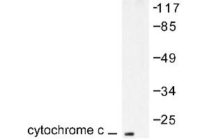 Image no. 1 for anti-Cytochrome C, Somatic (CYCS) antibody (ABIN265383) (Cytochrome C antibody)
