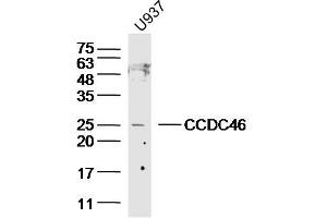 Lane 1: U937 lysates probed with CCDC46 Polyclonal Antibody, Unconjugated  at 1:300 overnight at 4˚C. (CCDC46 antibody  (AA 751-850))