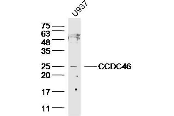 CCDC46 Antikörper  (AA 751-850)