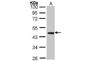 WB Image Sample (30 ug of whole cell lysate) A: Molt-4 , 10% SDS PAGE antibody diluted at 1:2000 (TTLL1 antibody)