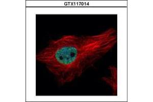 Image no. 1 for anti-Peptidylprolyl Isomerase (Cyclophilin)-Like 4 (PPIL4) (AA 1-172) antibody (ABIN1500366) (PPIL4 antibody  (AA 1-172))