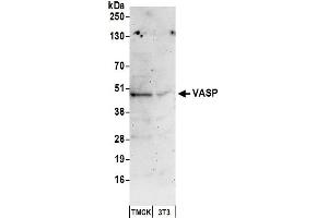 Western Blotting (WB) image for anti-Vasodilator-Stimulated phosphoprotein (VASP) (AA 330-380) antibody (ABIN7449856)
