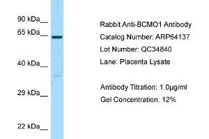 Western Blotting (WB) image for anti-beta-Carotene 15,15'-Monooxygenase 1 (BCMO1) (Middle Region) antibody (ABIN2789742) (BCMO1 antibody  (Middle Region))
