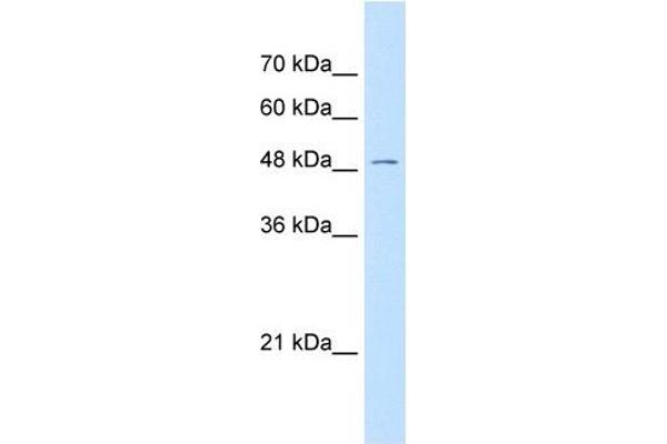 GPR177/WLS antibody  (N-Term)