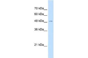 GPR177 antibody used at 0. (GPR177/WLS antibody  (N-Term))
