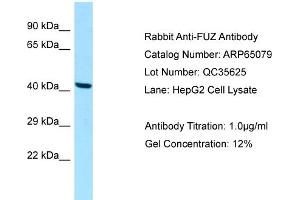 Western Blotting (WB) image for anti-Fuzzy Homolog (FUZ) (C-Term) antibody (ABIN2790035) (FUZ antibody  (C-Term))