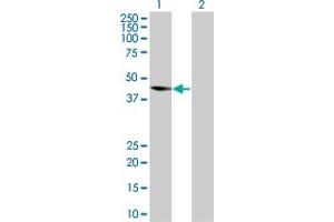 Western Blot analysis of PRKAG2 expression in transfected 293T cell line by PRKAG2 MaxPab polyclonal antibody. (PRKAG2 antibody  (AA 1-328))