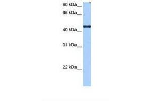 Image no. 1 for anti-RNA Binding Motif Protein 42 (RBM42) (C-Term) antibody (ABIN6737963) (RBM42 antibody  (C-Term))
