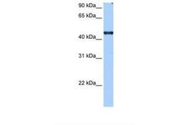 RBM42 antibody  (C-Term)