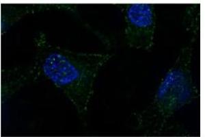 Sample Type: subnuclear bodies-paraspeckles (NONO antibody  (N-Term))