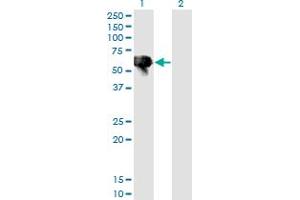 Western Blotting (WB) image for anti-B Lymphoid Tyrosine Kinase (BLK) (AA 1-90) antibody (ABIN560064)