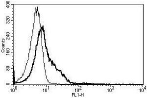 A typical staining pattern with the B-H17 monoclonal antibody of lymphocytes (ICAM1 antibody)