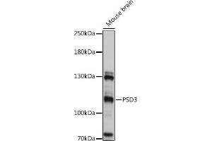 Western blot analysis of extracts of Mouse brain, using PSD3 antibody (ABIN7269412) at 1:1000 dilution. (PSD3 antibody)