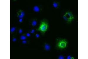 Immunofluorescence (IF) image for anti-Ephrin A2 (EFNA2) antibody (ABIN1497953)