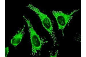 Immunofluorescence of purified MaxPab antibody to TRAP1 on HeLa cell. (TRAP1 antibody  (AA 1-704))