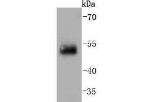 Human lung lysates probed with IRF2 (5F2) Monoclonal Antibody  at 1:1000 overnight at 4˚C.