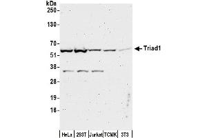 Western Blotting (WB) image for anti-protein ariadne-2 homolog (ARIH2) (AA 453-493) antibody (ABIN7452115)