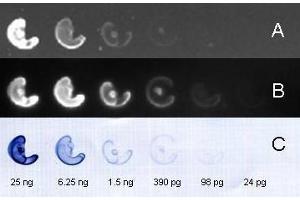 FITC and HRP conj ugated secondary antibody used to detect nanogram – picogram levels of rabbit IgG by dot blot on nitrocellulose membrane. (Goat anti-Rabbit IgG (Heavy & Light Chain) Antibody (FITC))