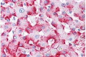 Human Liver (formalin-fixed, paraffin-embedded) stained with C4BPA antibody ABIN334259 at 5 ug/ml followed by biotinylated anti-mouse IgG secondary antibody ABIN481714, alkaline phosphatase-streptavidin and chromogen. (C4BP antibody)