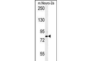 CPEB4 Antibody (N-term) (ABIN651815 and ABIN2840408) western blot analysis in mouse Neuro-2a cell line lysates (15 μg/lane). (CPEB4 antibody  (N-Term))