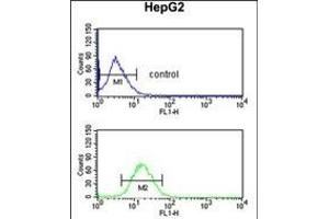 DDC Antibody (N-term) (ABIN651727 and ABIN2840377) flow cytometric analysis of HepG2 cells (bottom histogram) compared to a negative control cell (top histogram). (DDC antibody  (N-Term))