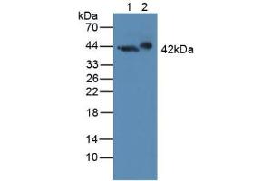 Figure. (GAP43 antibody  (AA 1-274))