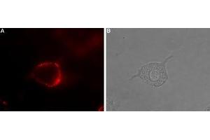Expression of Serotonin receptor 4 in rat PC12 cells - Cell surface detection of Serotonin receptor 4 in intact living rat pheochromocytoma (PC12) cells. (Serotonin Receptor 4 antibody  (2nd Extracellular Loop))