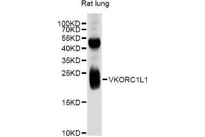 Western blot analysis of extracts of rat lung, using VKORC1L1 antibody (ABIN5999178) at 1/1000 dilution.