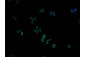 Immunofluorescence staining of Hela cells with ABIN7156297 at 1:100, counter-stained with DAPI. (ITPRIPL2 antibody  (AA 75-288))