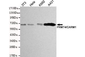Western blot detection of PRMT4/CARM1 in Hela,A431 and K562 cell lysates using PRMT4/CARM1 mouse mAb (1:200-1:500 diluted). (CARM1 antibody)