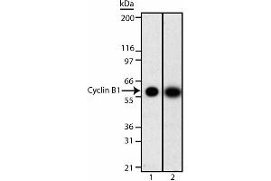 Western Blotting (WB) image for anti-Cyclin B1 (CCNB1) (AA 1-21) antibody (ABIN967426) (Cyclin B1 antibody  (AA 1-21))