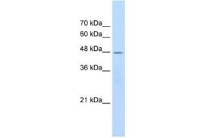 CHRNB2 antibody used at 2. (CHRNB2 antibody)