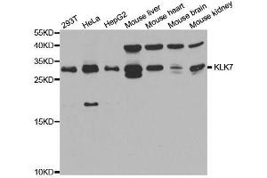 Western blot analysis of extracts of various cell lines, using KLK7 antibody. (Kallikrein 7 antibody  (AA 30-253))
