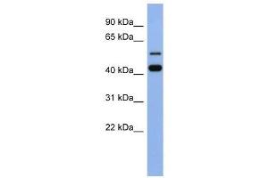 ZNF547 antibody used at 0. (ZNF547 antibody  (N-Term))