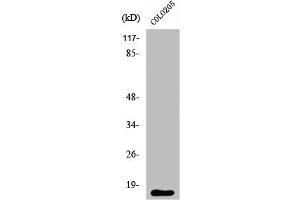 Western Blot analysis of COLO205 cells using Ribosomal Protein L27A Polyclonal Antibody (RPL27A antibody  (C-Term))