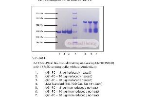 Gel Scan of Immunoglobulin G1 (IgG1), Human Myeloma Plasma, FC Fragment  This information is representative of the product ART prepares, but is not lot specific. (IgG1 Protein (Fc Region))