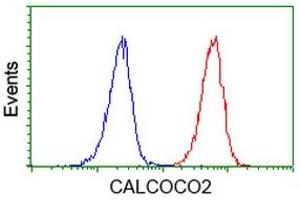 Image no. 3 for anti-Calcium Binding and Coiled-Coil Domain 2 (CALCOCO2) antibody (ABIN1497076) (CALCOCO2 antibody)