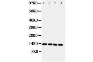 Anti-Somatostatin antibody, Western blotting Lane 1: Rat Brain Tissue Lysate Lane 2: HELA Cell Lysate Lane 3: SW620 Cell Lysate Lane 4: MCF-7 Cell Lysate (Somatostatin antibody  (C-Term))