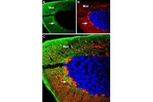 Expression of GABA(A) α4 Receptor in rat cerebellum - Immunohistochemical staining of rat cerebellum using Anti-GABA(A) α4 Receptor (extracellular) Antibody (ABIN7043188, ABIN7044305 and ABIN7044306). (GABRA4 antibody  (Extracellular, N-Term))